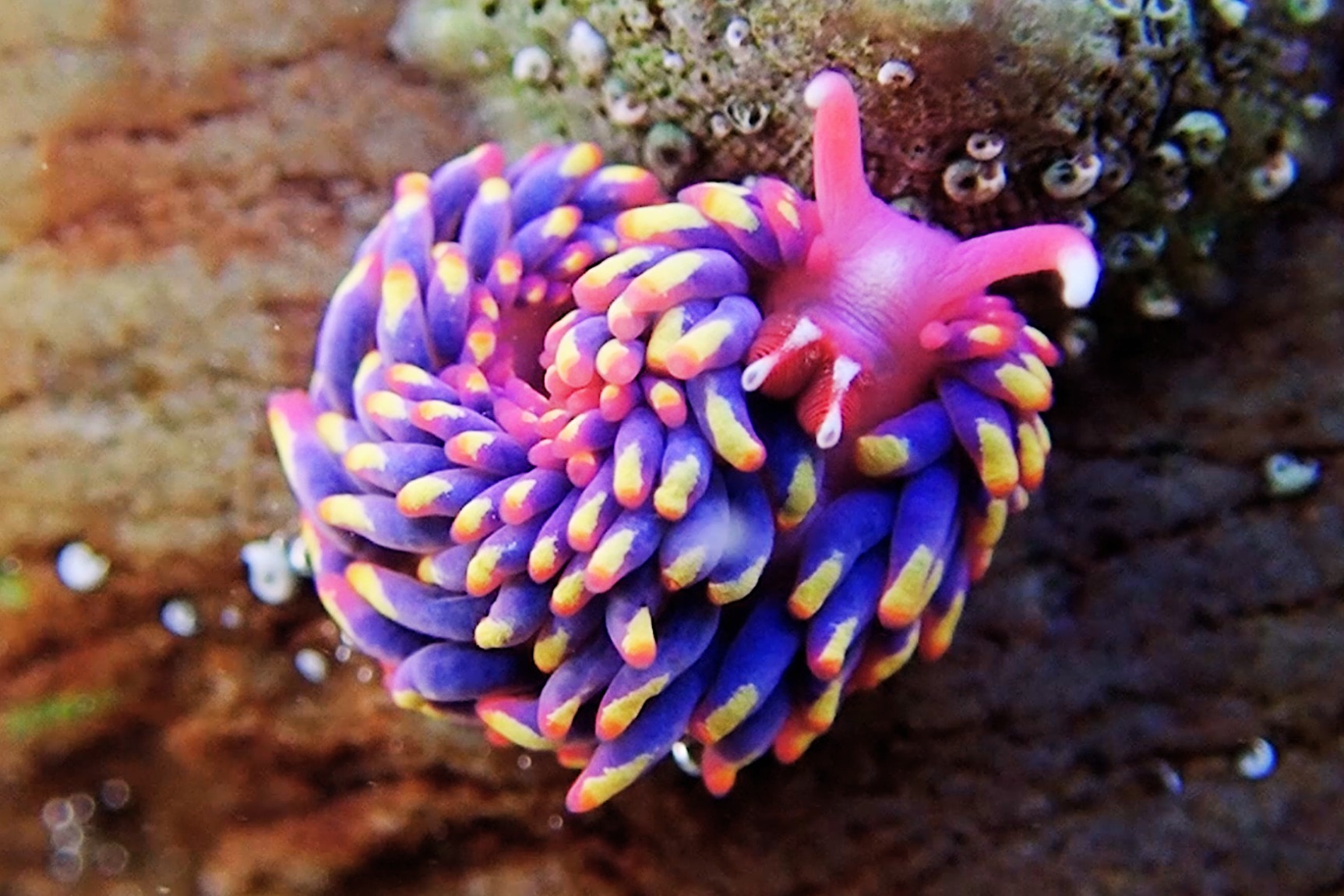 Sea slug