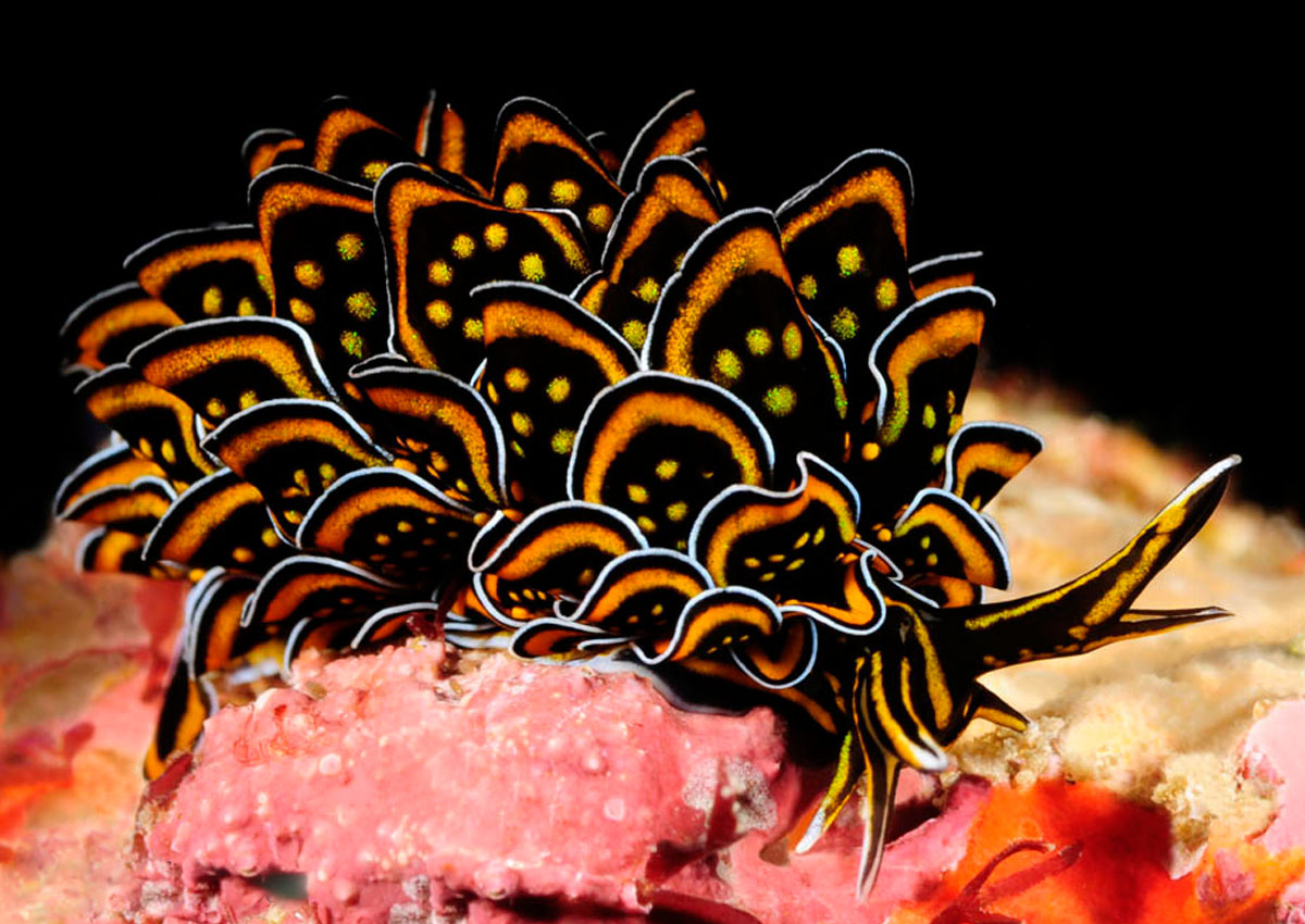 Sea slug