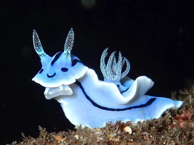 Sea slug