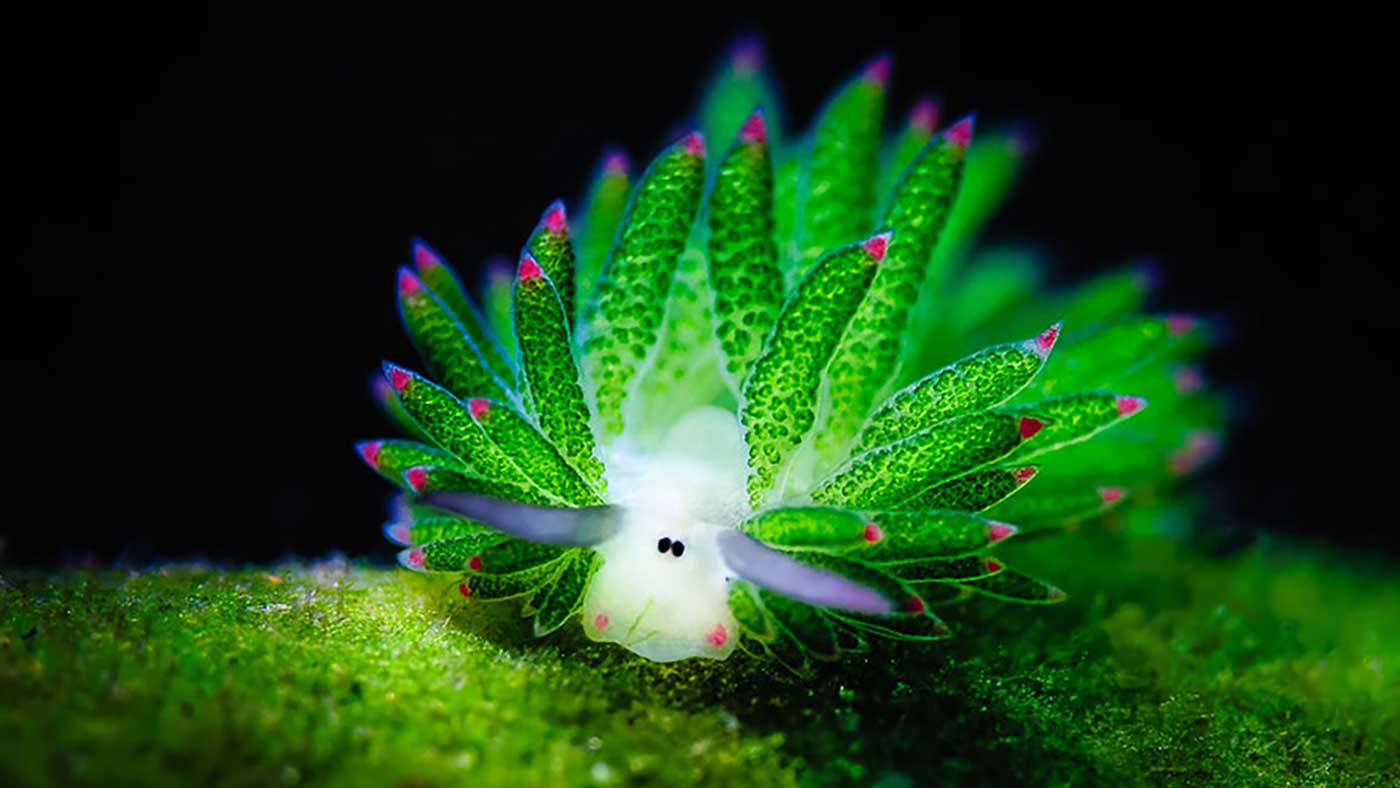 Costasiella Kuroshimae